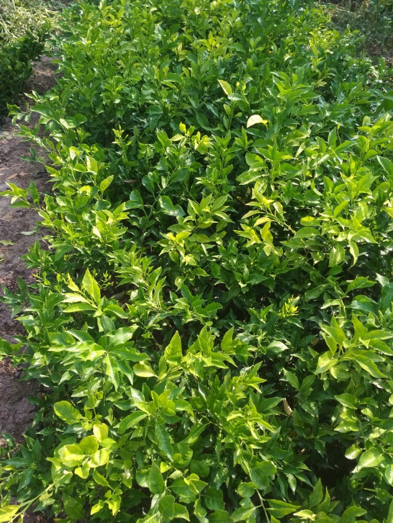 媛小春（春蜜露）爱来水提供技术指导！保湿发货！可签合同！