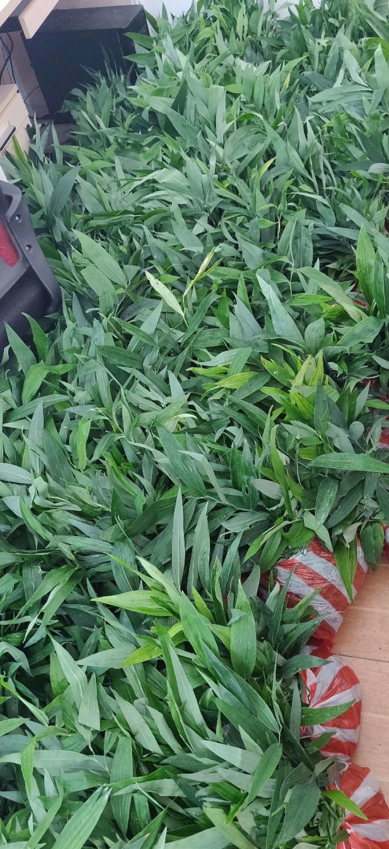 黄精种苗高产优质大黄精种苗