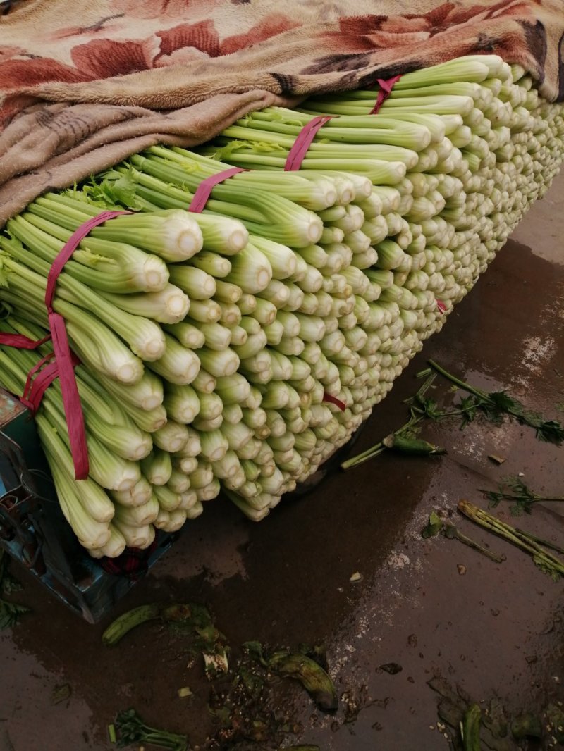 西芹，芹菜，香芹，细，中，粗，颜色黄绿，