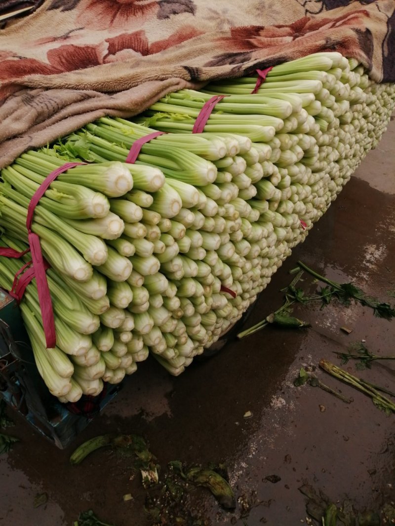 西芹，芹菜，香芹，细，中，粗，颜色黄绿，