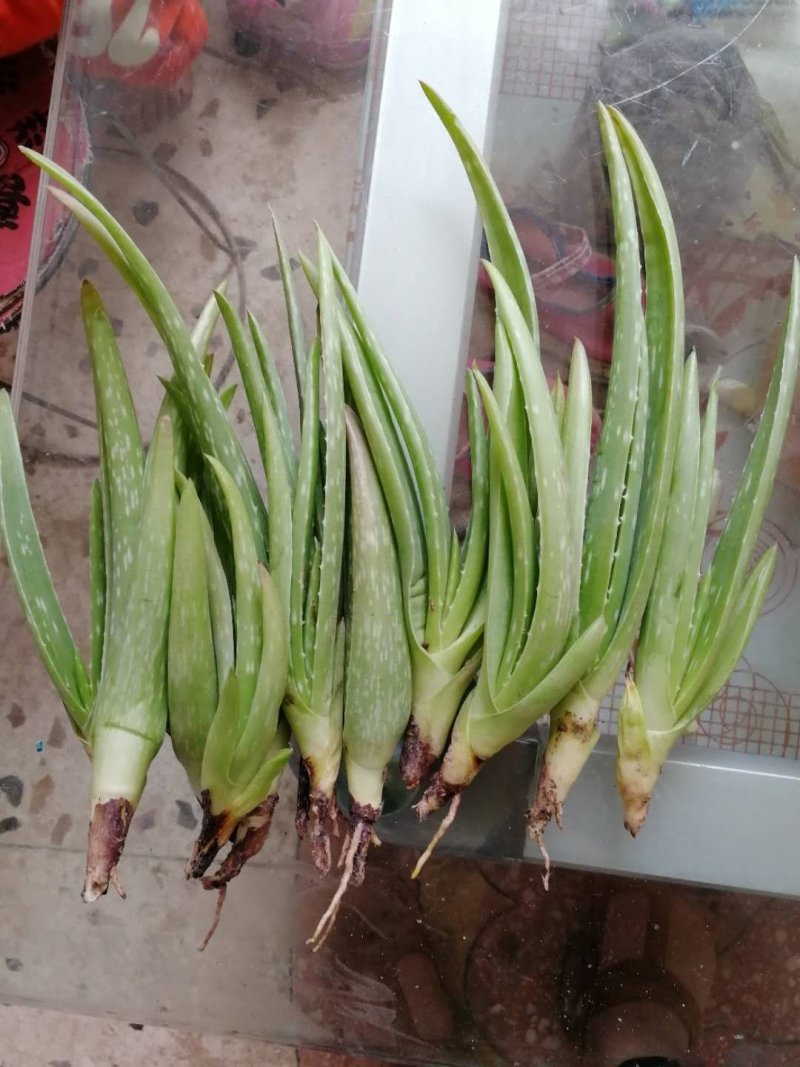 库拉索芦荟小苗