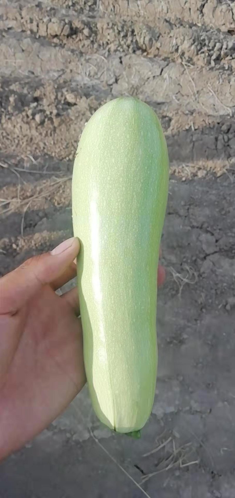 小占瓜