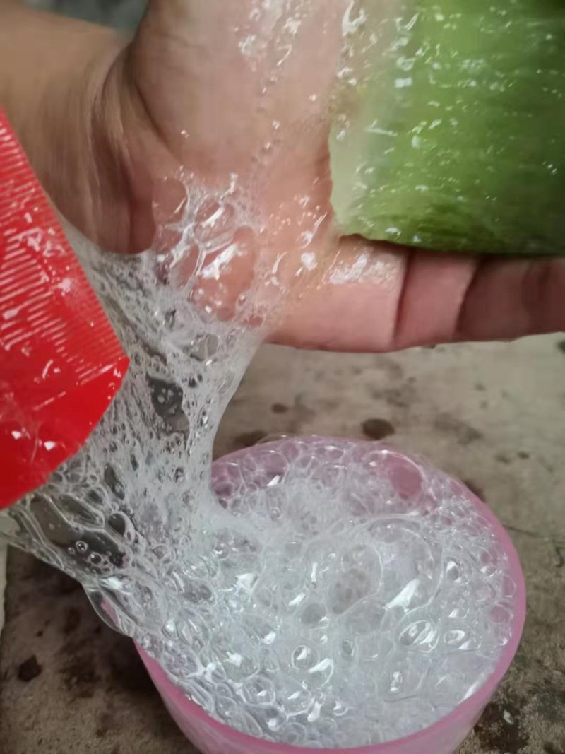 美容院专用库拉索芦荟每颗20斤左右