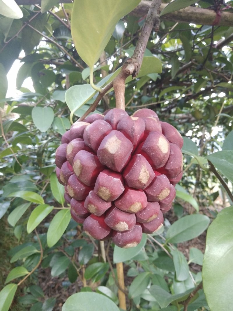 布福娜