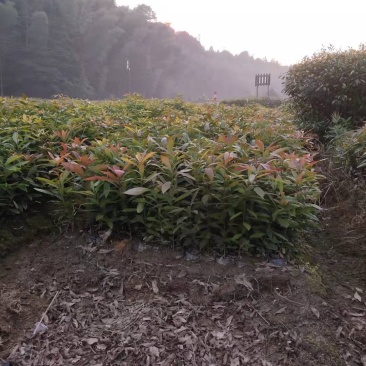 木荷苗禾树苗木荷袋苗等各种造林苗木出售苗圃直销