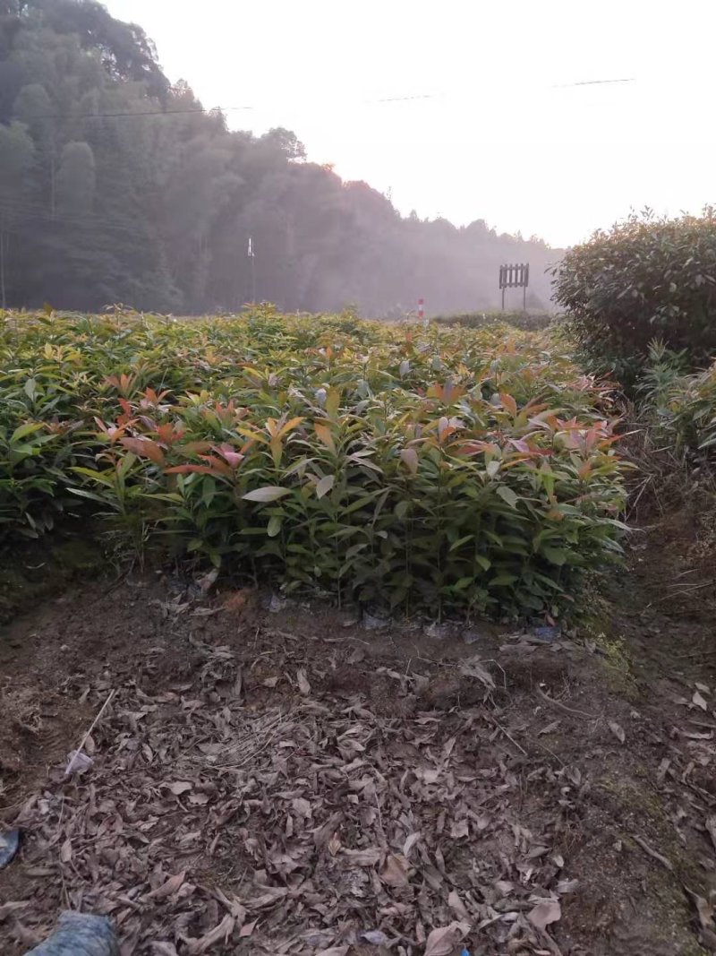 木荷苗禾树苗木荷袋苗等各种造林苗木出售苗圃直销