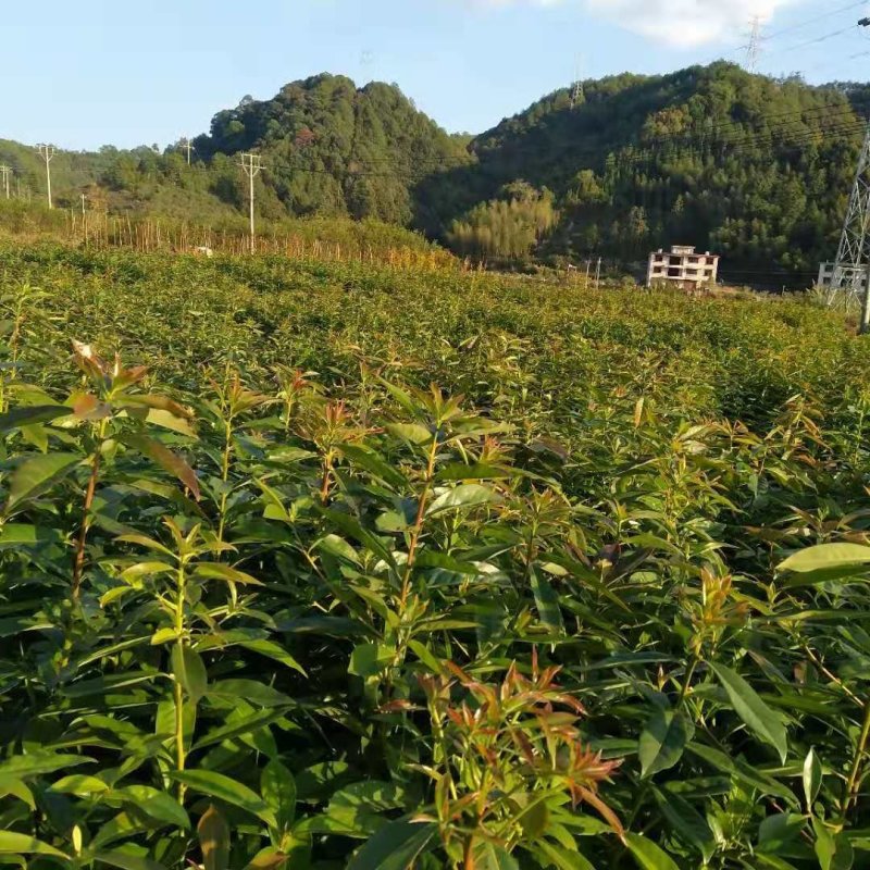 木荷苗禾树苗木荷袋苗等各种造林苗木出售苗圃直销
