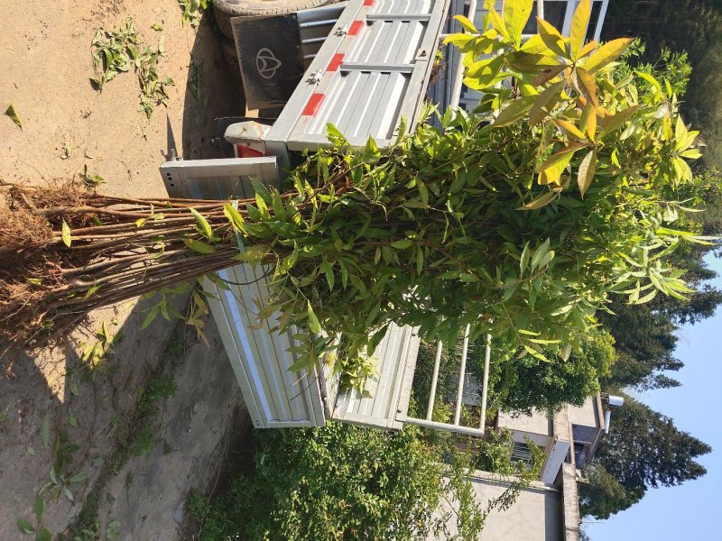 木荷苗禾树苗木荷袋苗等各种造林苗木出售苗圃直销