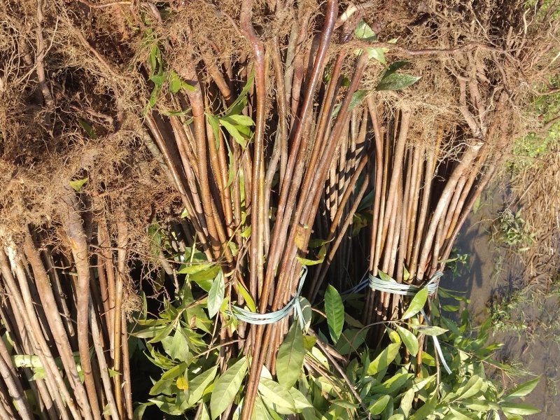 木荷苗禾树苗木荷袋苗等各种造林苗木出售苗圃直销