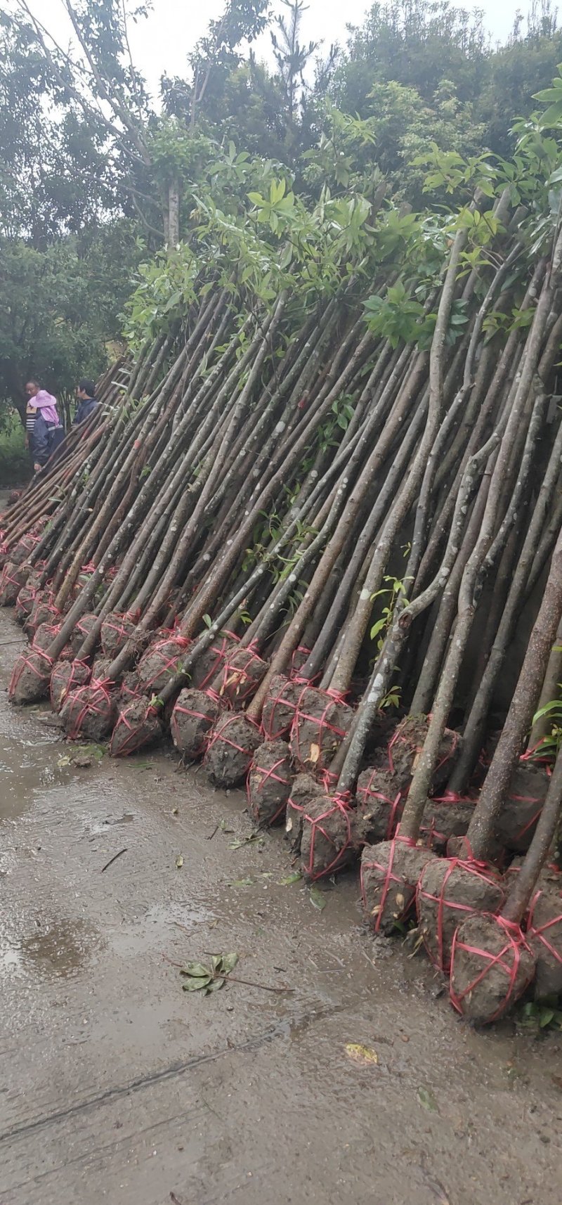 木荷苗禾树苗木荷袋苗等各种造林苗木出售苗圃直销