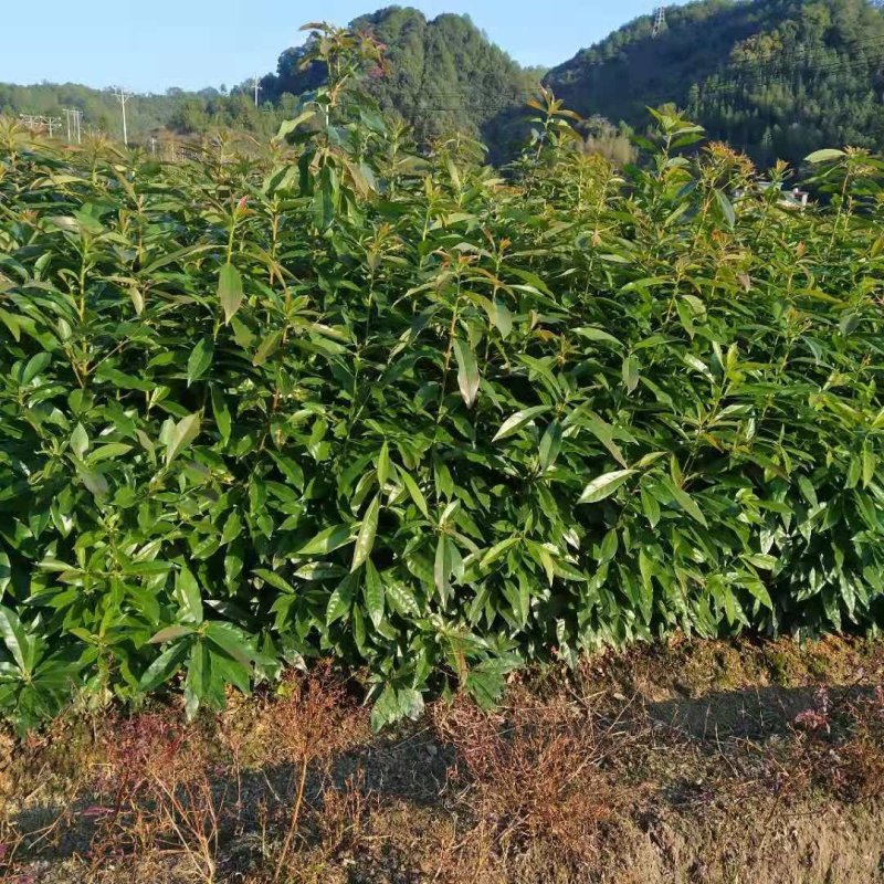 木荷苗禾树苗木荷袋苗等各种造林苗木出售苗圃直销