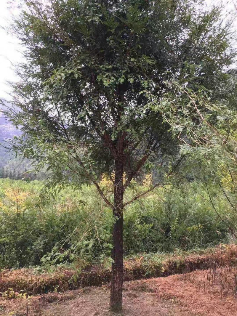 红豆杉红豆杉树红豆杉树苗南方红豆杉苗1-20公分