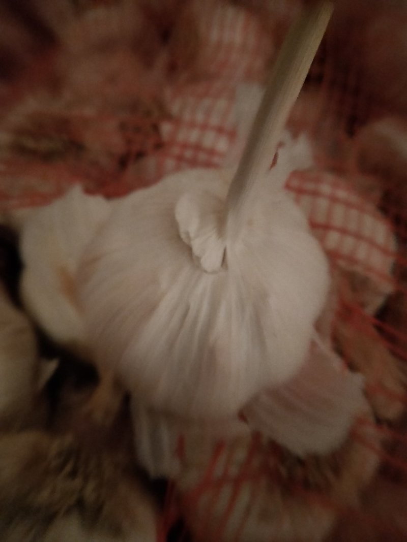 优质大蒜