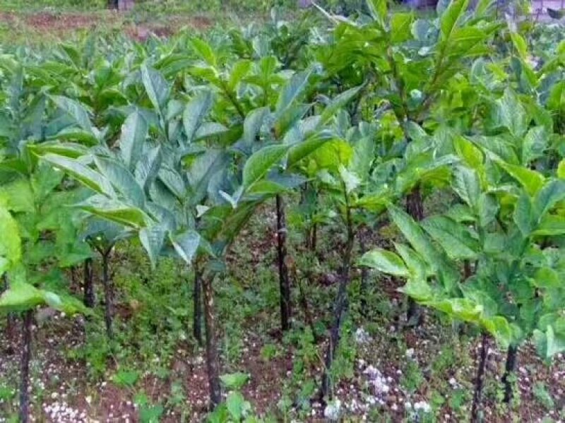 新鲜的魔芋，价格美丽，