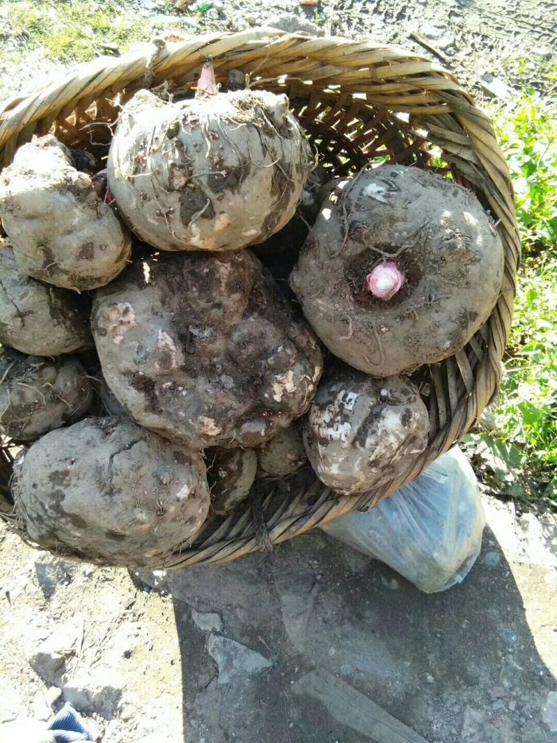 新鲜的魔芋，价格美丽，