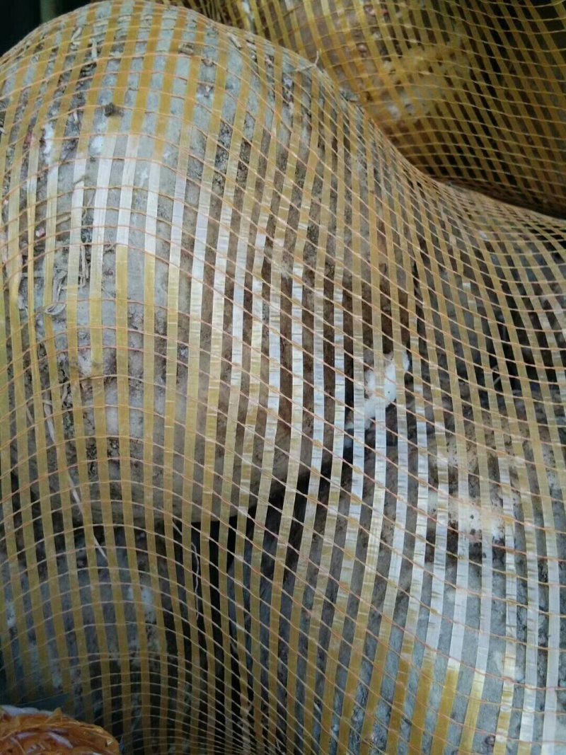 新鲜的魔芋，价格美丽，