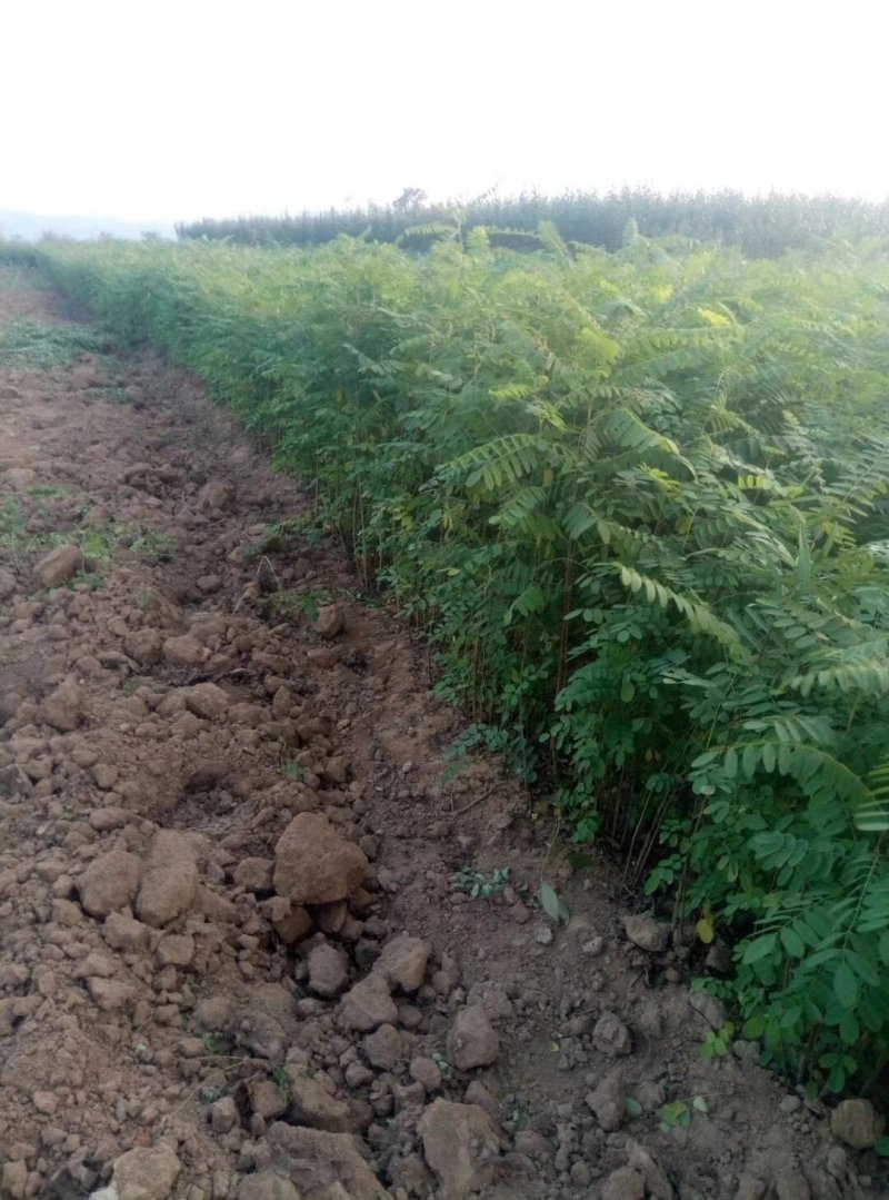 籽穗槐当年生籽穗槐2年生籽穗槐山西籽穗槐