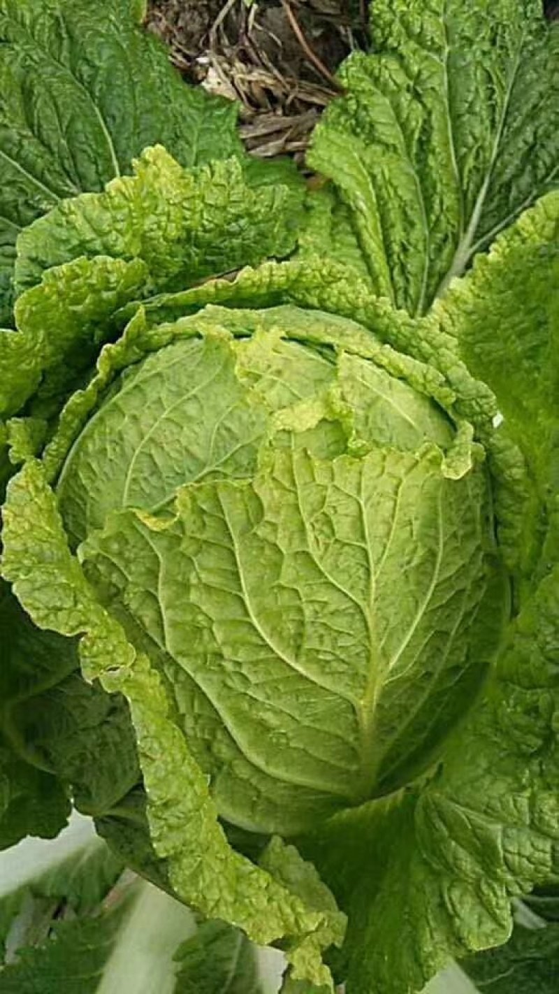 黄心白菜