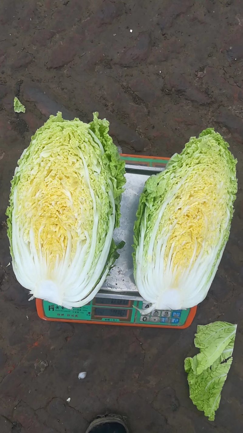 黄心白菜