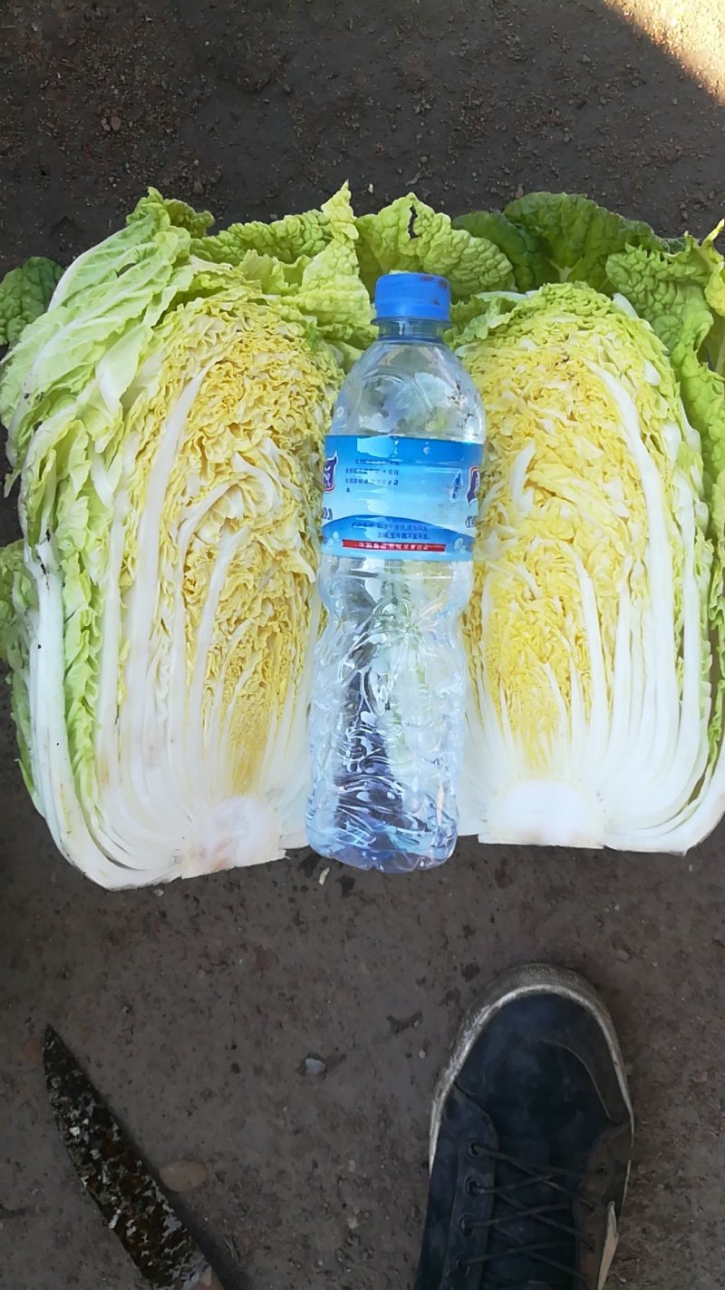黄心白菜