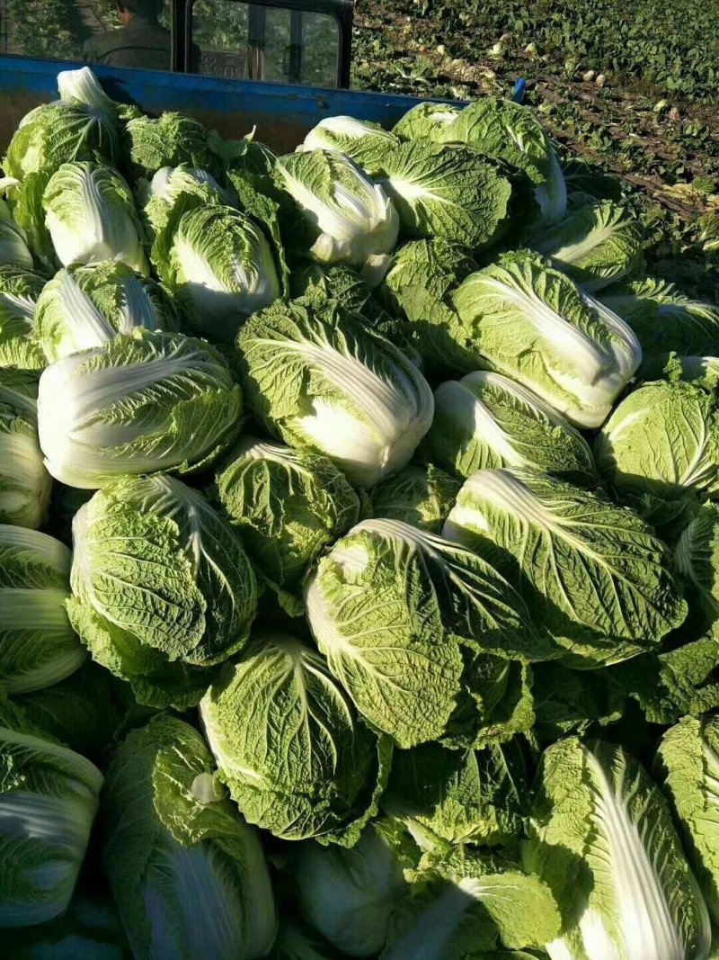 黄心白菜
