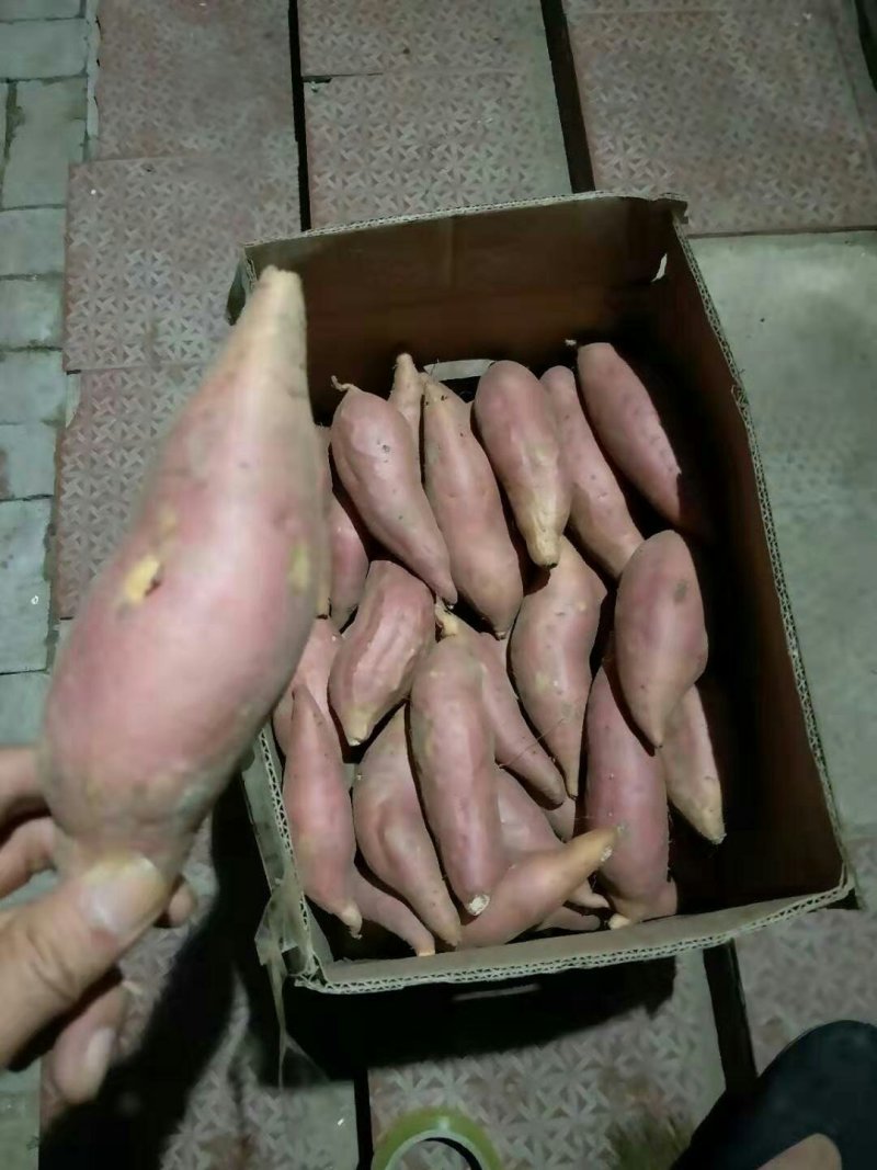 烟薯25号沙土地种植口感香甜基地直供