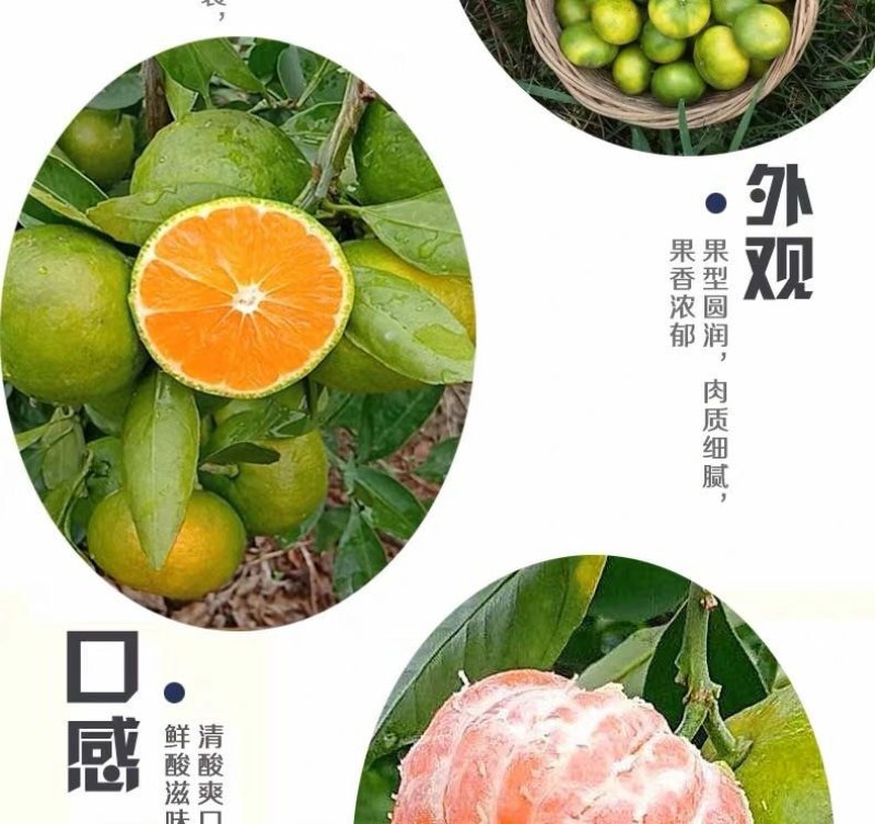 【^_^联系有惊喜】宜昌蜜橘，产地直供，量大价优