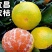【^_^联系有惊喜】宜昌蜜橘，产地直供，量大价优