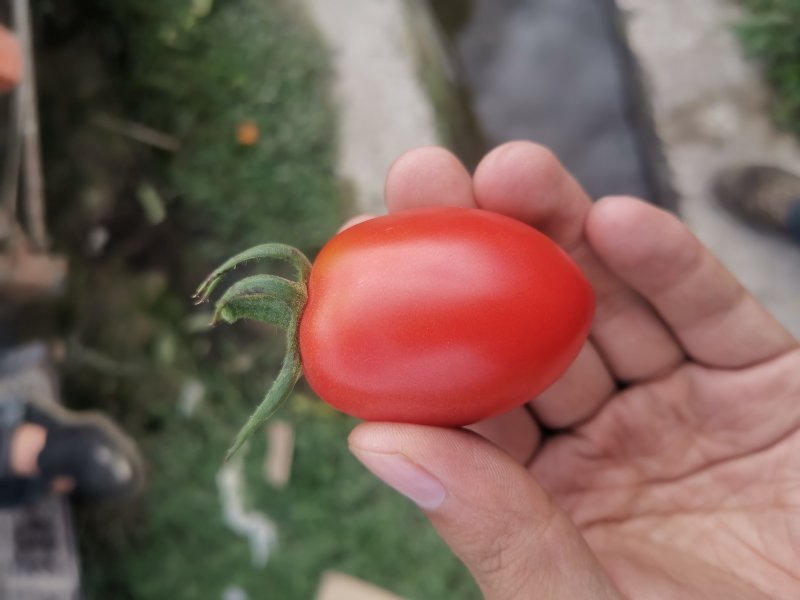 贝贝圣女果