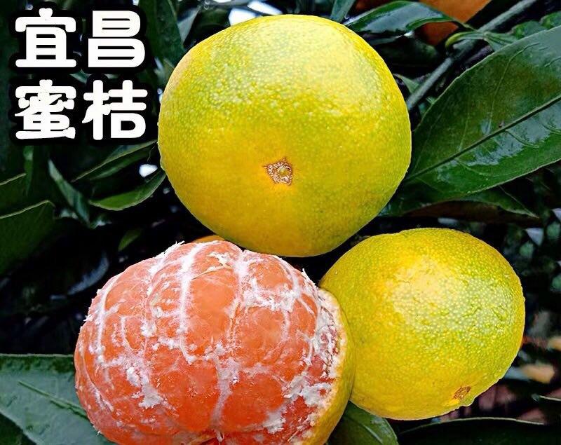 【^_^联系有惊喜】宜昌蜜橘，产地直供，一手货源。