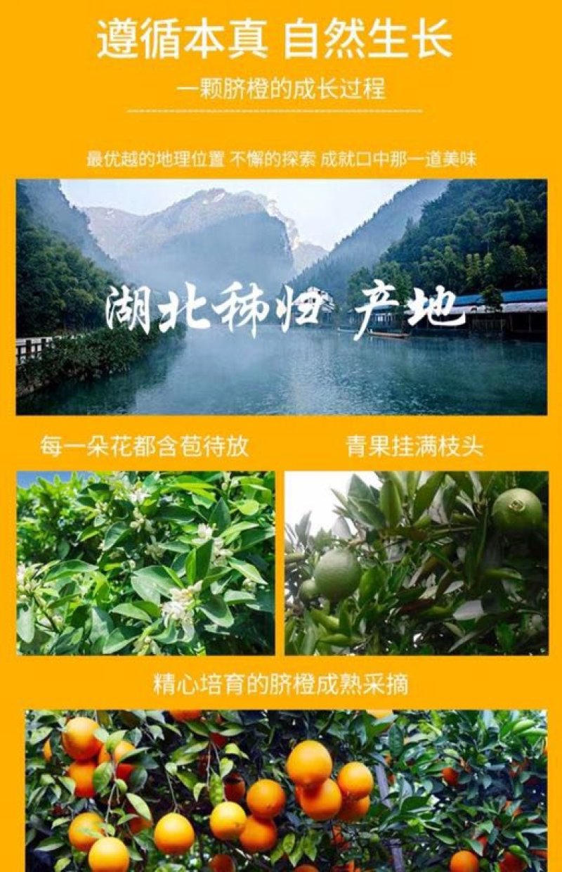 【^_^联系有惊喜】秭归脐橙，产地直供