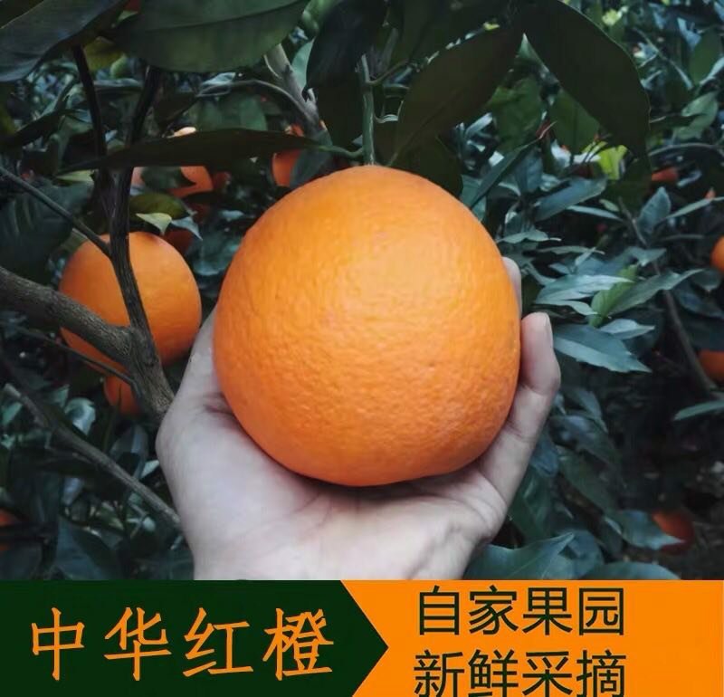 【^_^联系有惊喜】秭归中华红，产地直供诚信经营