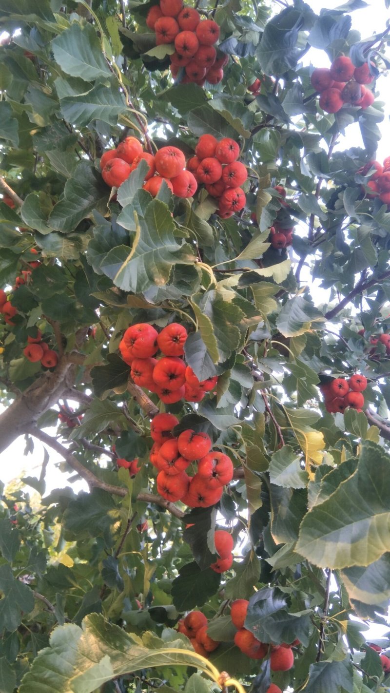 冠县大金星山楂供应基地，纯手摘，切片果，罐头厂果