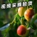 山东沾化冬枣鲜枣脆枣富硒冬枣现摘现发特级