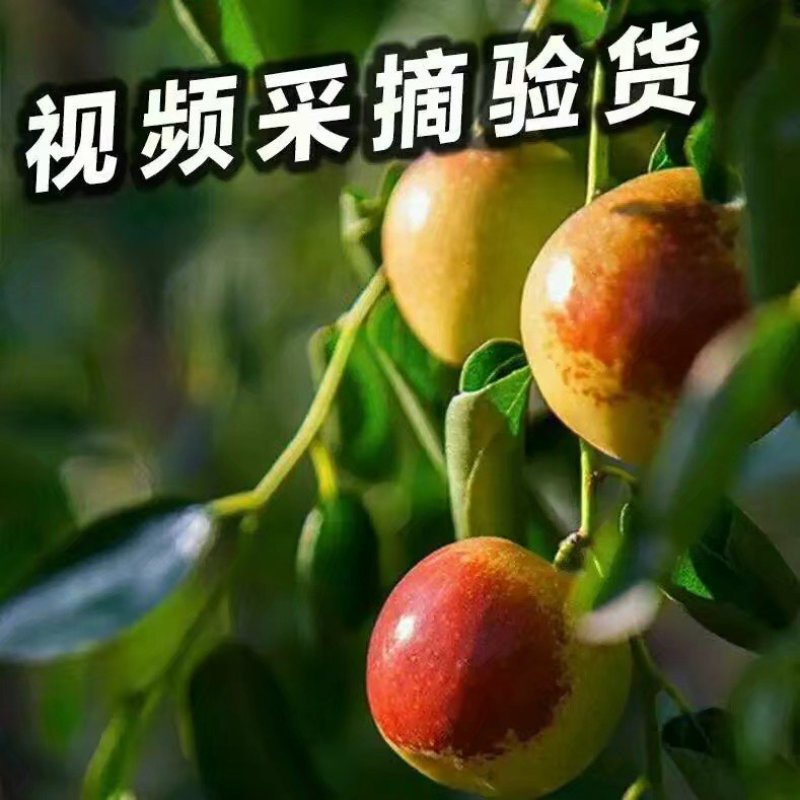 山东沾化冬枣鲜枣脆枣富硒冬枣现摘现发特级