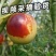 山东沾化冬枣鲜枣脆枣富硒冬枣现摘现发特级