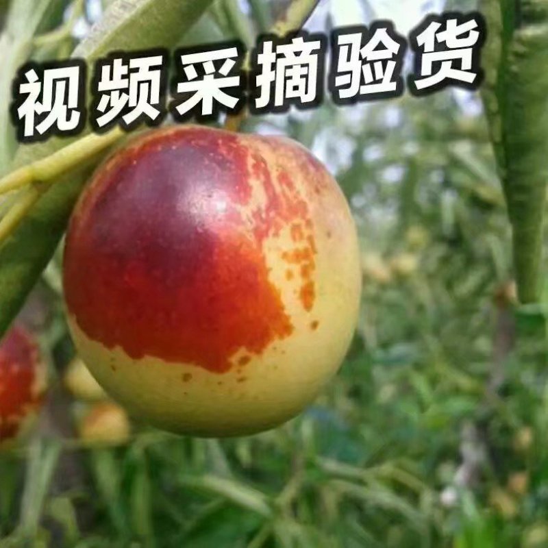 山东沾化冬枣鲜枣脆枣富硒冬枣现摘现发特级