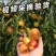 山东沾化冬枣鲜枣脆枣富硒冬枣现摘现发特级