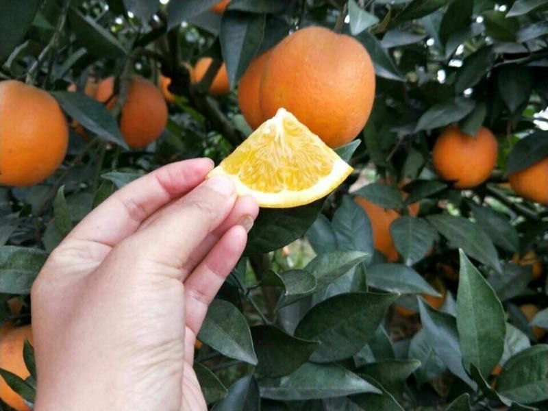【宜昌秭归】新鲜九月红高次，九月红精品小果纽荷尔榨汁果
