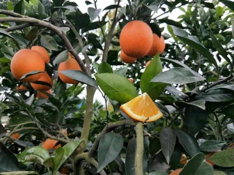 【宜昌秭归】新鲜九月红高次，九月红精品小果纽荷尔榨汁果