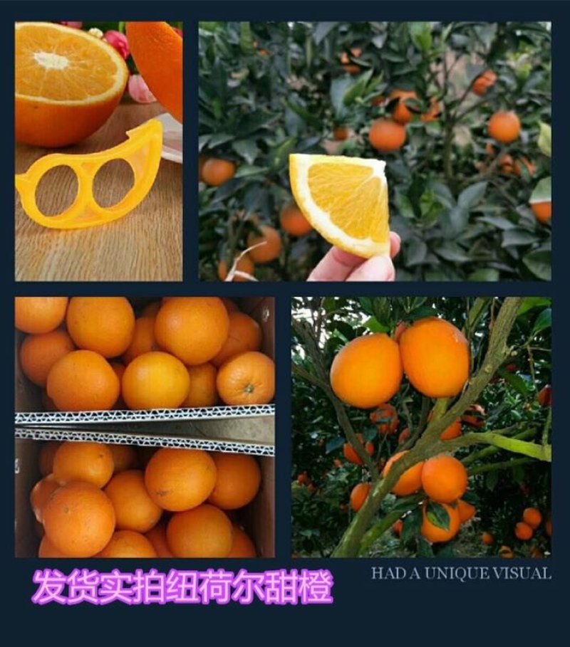 【宜昌秭归】新鲜九月红高次，九月红精品小果纽荷尔榨汁果
