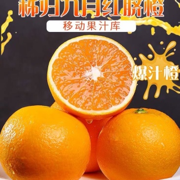 【^_^联系有惊喜】宜昌秭归九月红，产地直供诚信经营