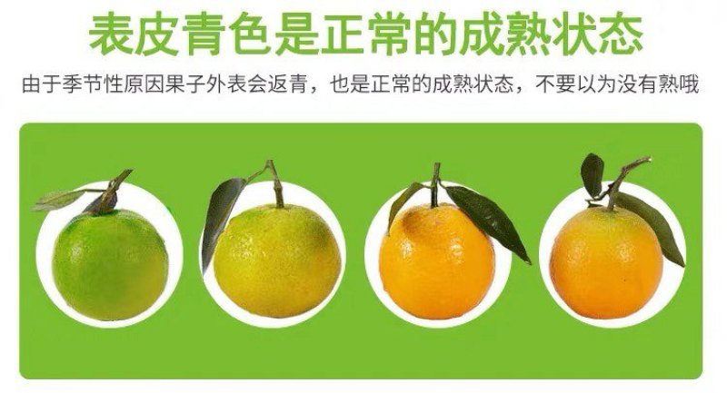 【^_^联系有惊喜】宜昌秭归九月红，产地直供诚信经营