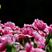 康乃馨种子春秋季易种四季家庭室内外阳台观赏切花种植