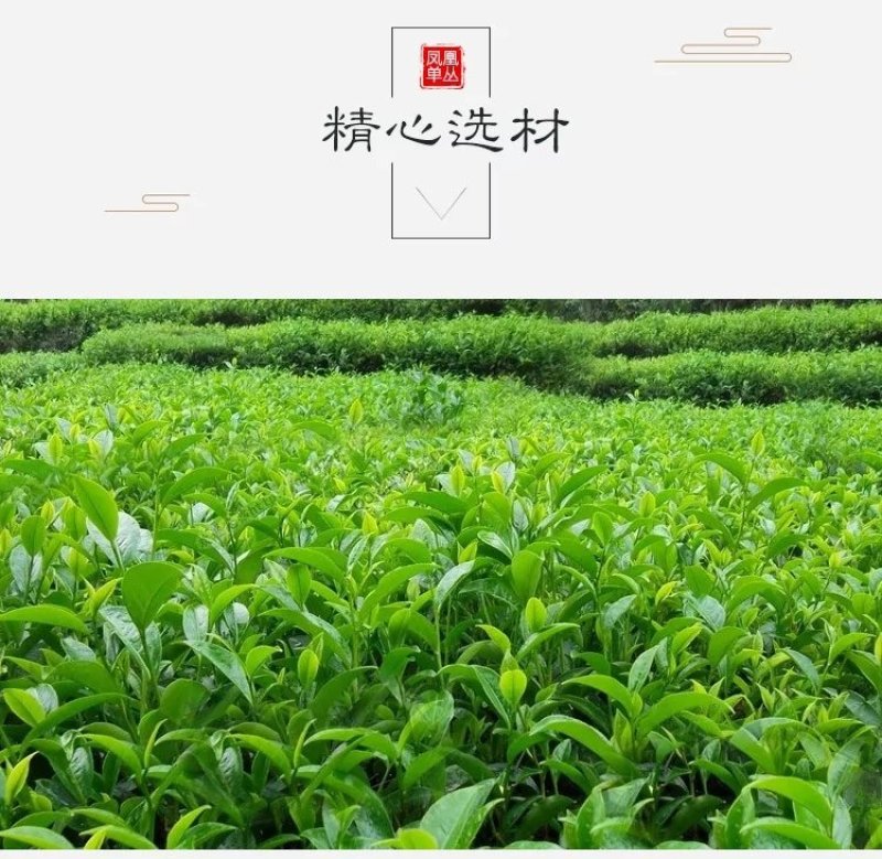 潮州凤凰单丛茶蜜兰香熟茶乌岽单丛茶白叶单丛茶高山乌龙茶袋