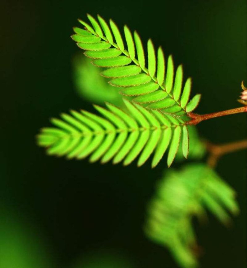 含羞草种子四季易种易活花草种子害羞草种子观赏