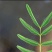 含羞草种子四季易种易活花草种子害羞草种子观赏
