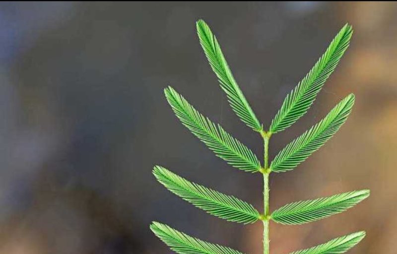 含羞草种子四季易种易活花草种子害羞草种子观赏
