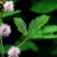 含羞草种子四季易种易活花草种子害羞草种子观赏