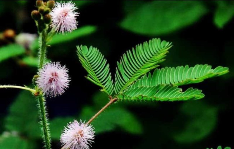 含羞草种子四季易种易活花草种子害羞草种子观赏